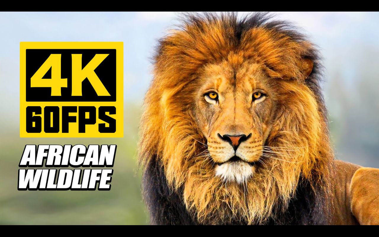 【4K60帧】超高清非洲野生动物独家收藏 / 作者：8K VIDEOS HDR 60FPS