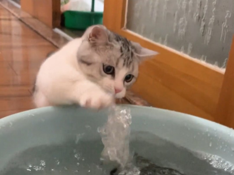小猫也喜欢玩水