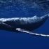 自然之声||水下鲸鱼的声音-完整60分钟的环境音景