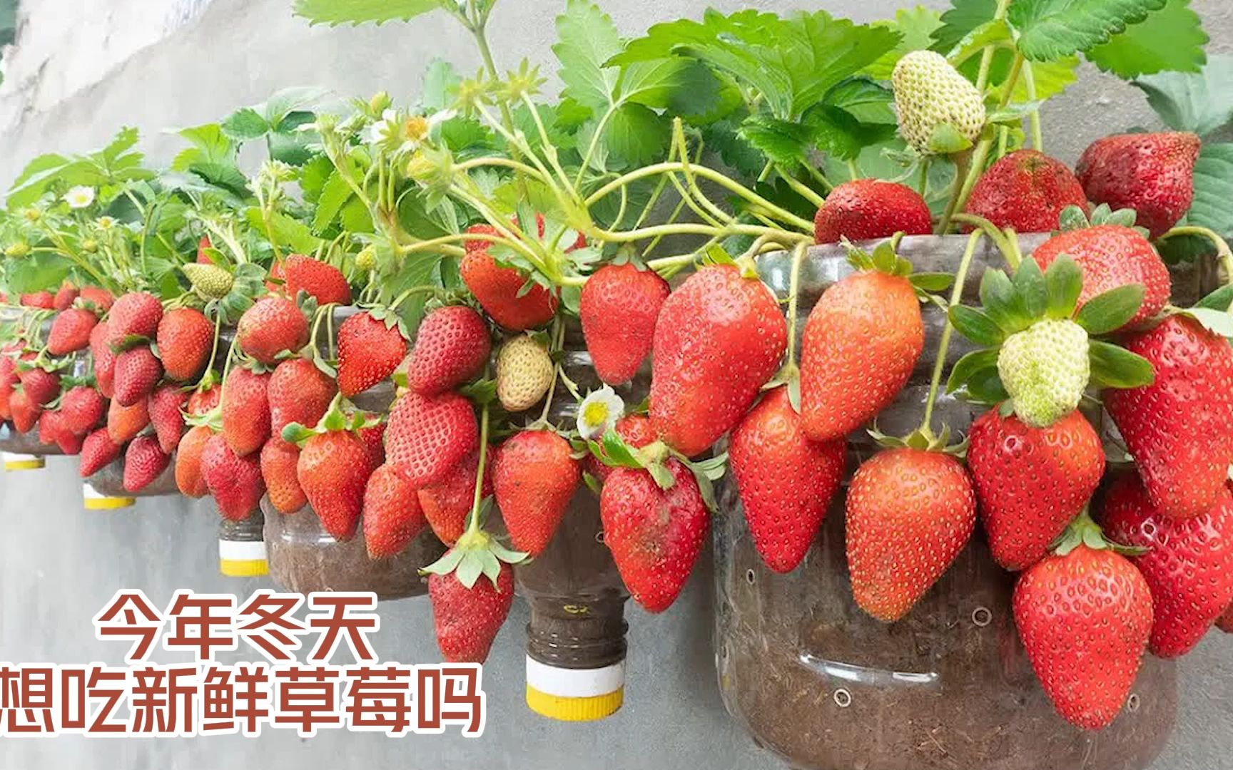 今年冬天，你想在家吃到自己种植的草莓吗？