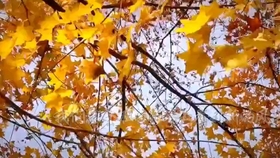 e7621bb6a728714ea61d20036d00d385b1f963b6.jpg@280w_158h_1c_100q.jpg