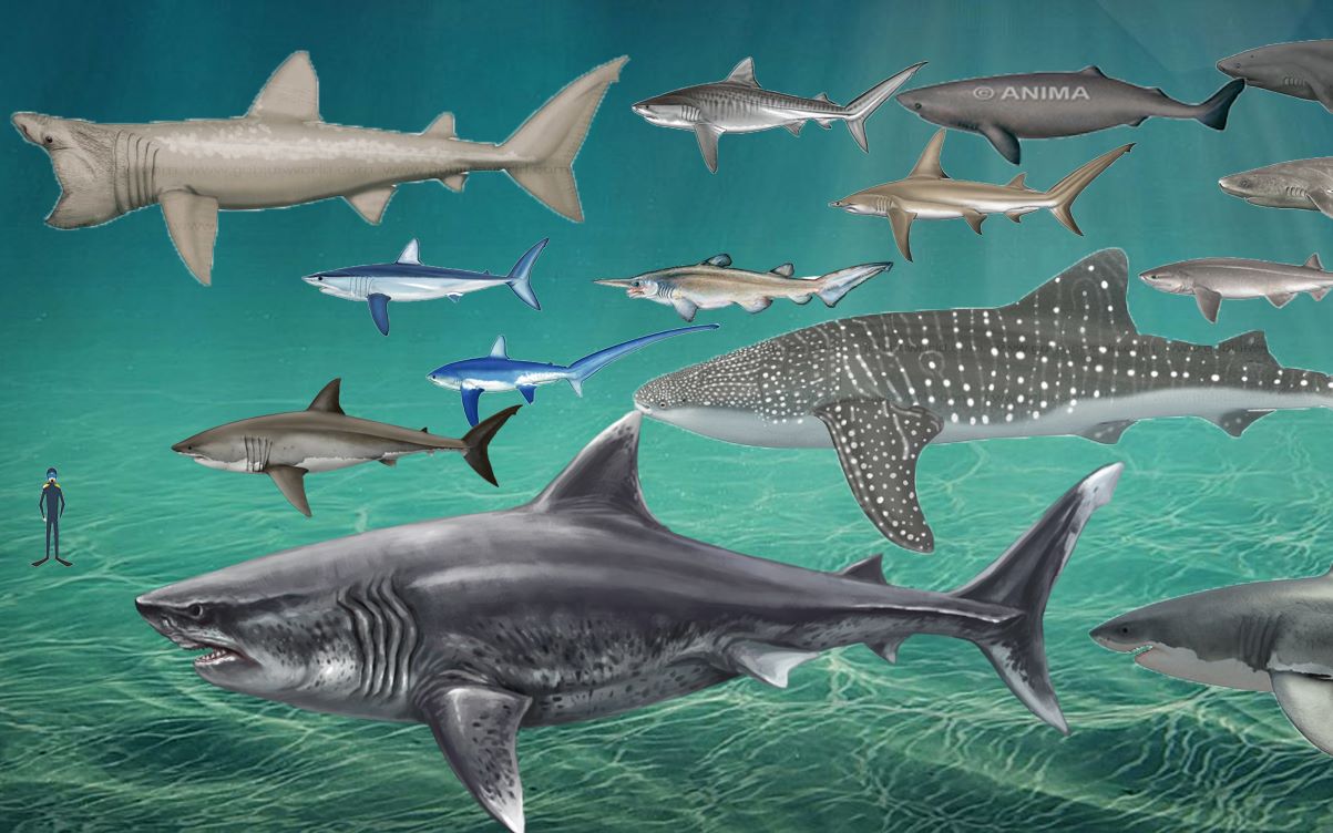 评论精选：鲸鲨vs巨齿鲨？ 盘点世界上最大的12种鲨鱼！[第一更新]的第1张示图