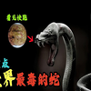 讓我們來一起瞭解世界十大最毒的毒蛇，有哪些是你認識的呢？別忘了，看見就跑，別回頭！#動物 #毒蛇 #海蛇 #世界之最 #腦洞大開 #出類拔萃 #top #top