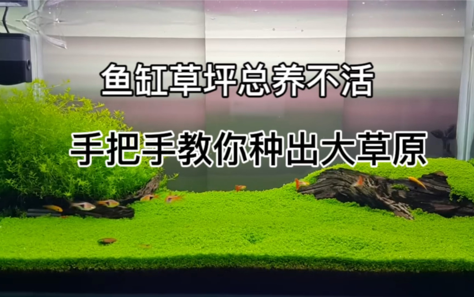 鱼缸草坪总养不活，手把手教你种出大草原