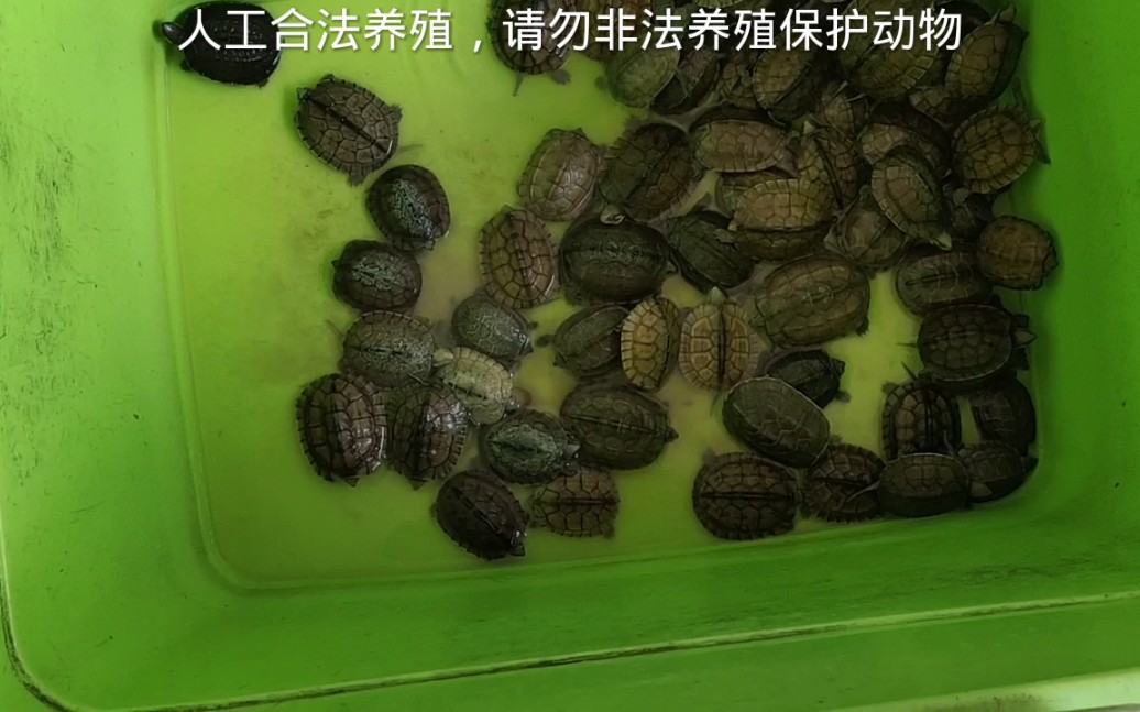 国庆节期间过来国内知名乌龟市场，有哪些龟捡漏？石金钱苗才3元