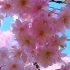4K 樱花 京都 Cherry blossoms in Kyoto SAKURA Hanam