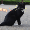 【青岛科技大学】 南苑猫霸 打遍南苑无敌手 新任猫王