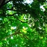 【4K空镜素材】绿树成荫  阳光透过树叶在地上洒满点点光斑