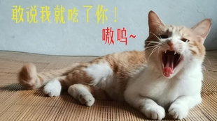 短剧小馋猫的魅力与故事