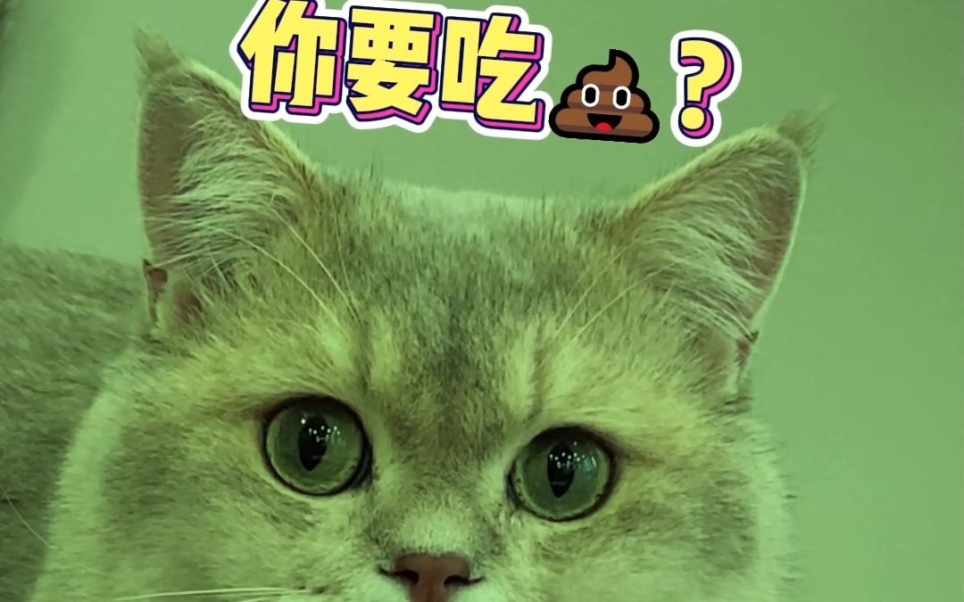 当着我家猫的面吃掉它的粑粑，它会是什么反应？