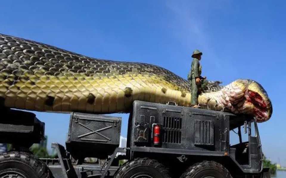 世界上最大的蛇，比泰坦巨蟒还要大