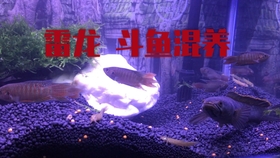 e7d6f3fa54e0af37c45dfcb0dad8bc059437d5d5.jpg@280w_158h_1c_100q.jpg