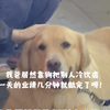 我爸居然靠狗把别人冷饮店一天的业绩几分钟就做完了呀
