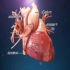 心脏-最优秀的精密仪器，3D演示。。