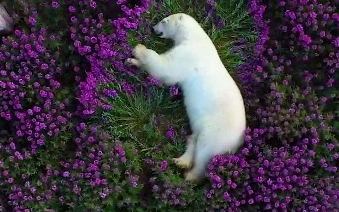画面极度治愈！ 无人机拍到北极熊在花海酣睡。