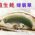 买一大箱绿色肉的顶级生蚝，绿翡翠，实现生蚝刺身的N种吃法