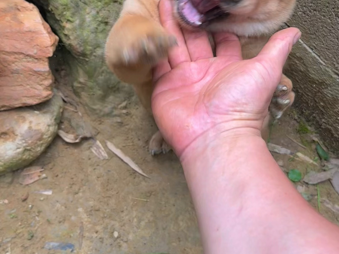 小犟种一摸就爆