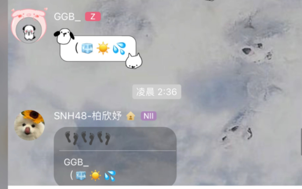 【白白的猪】可以踩雪地啦