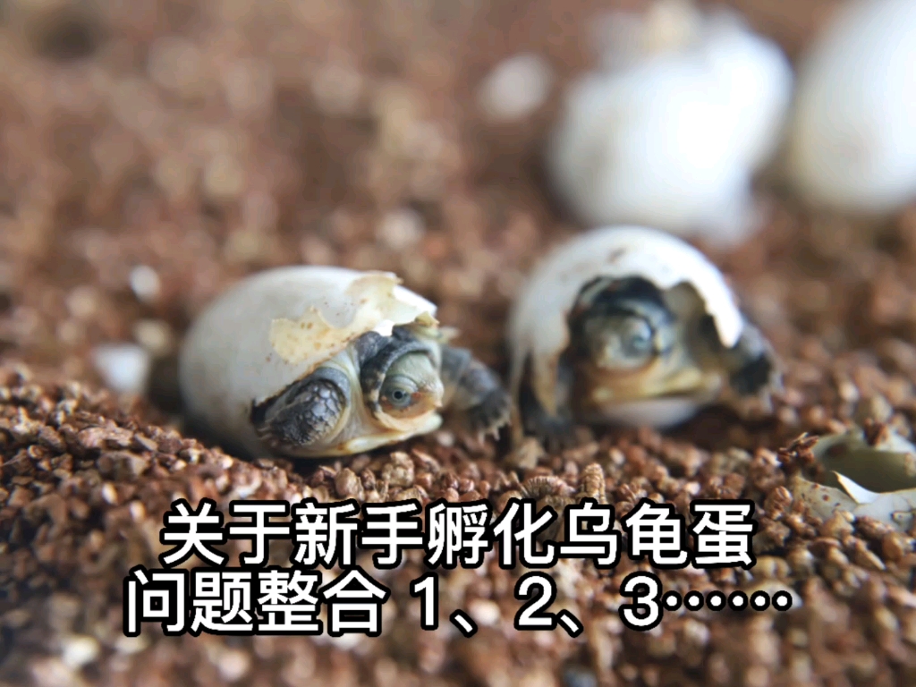 （图文详解）龟蛋孵化过程中如何挑出“坏蛋”_情况