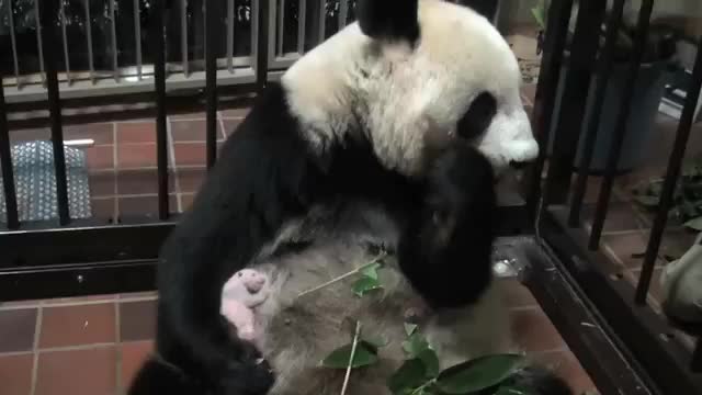 【生活在海外的大熊猫们】【上野动物园】右爪小仙女