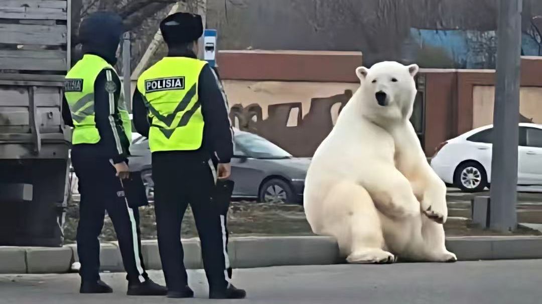 《野生动物迷惑图鉴》