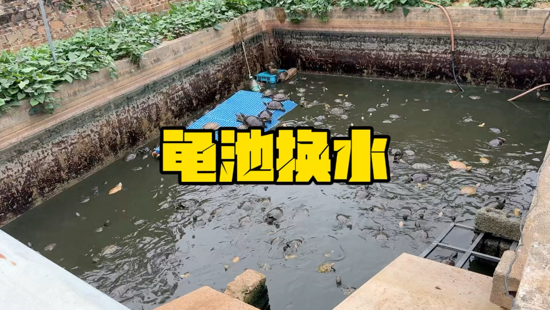 龟池放干水后池底惊现…