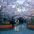 【4K】京都樱花2022集锦。送走一季的繁花，期待明年的绽放