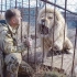 为什么白狮子“维迪亚兹”被关进笼子