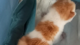 怎么才能让小猫不爬空调上面 e884840041a66a3f89b6219e999509c8e66c64f7.jpg@280w_158h_1c_100q.jpg
