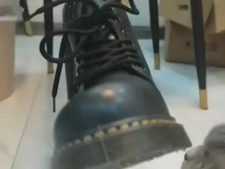 小猫咪给我舔鞋 比你懂事