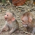 俺老表在野外捡到两只小猴子，好心喂它们