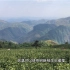 探寻安吉海拔最高的白茶园，老茶农坚守20年，只为一份传承