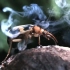 自然界中的“绝命毒师”投弹手甲虫