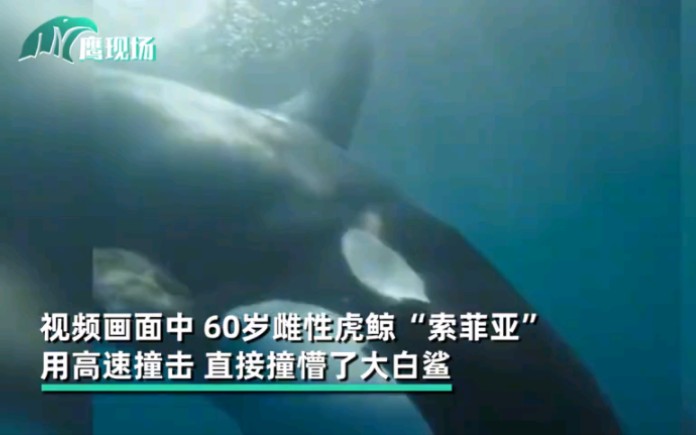海洋霸王虎鲸袭击大白鲨