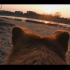 【GoPro Hero8】给狗狗带上狗8跑一圈能拍出啥