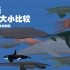 【Goji Center】地球上出现过的海洋巨兽！@刺猬字幕组 LARGEST SEA CREATURES | Size
