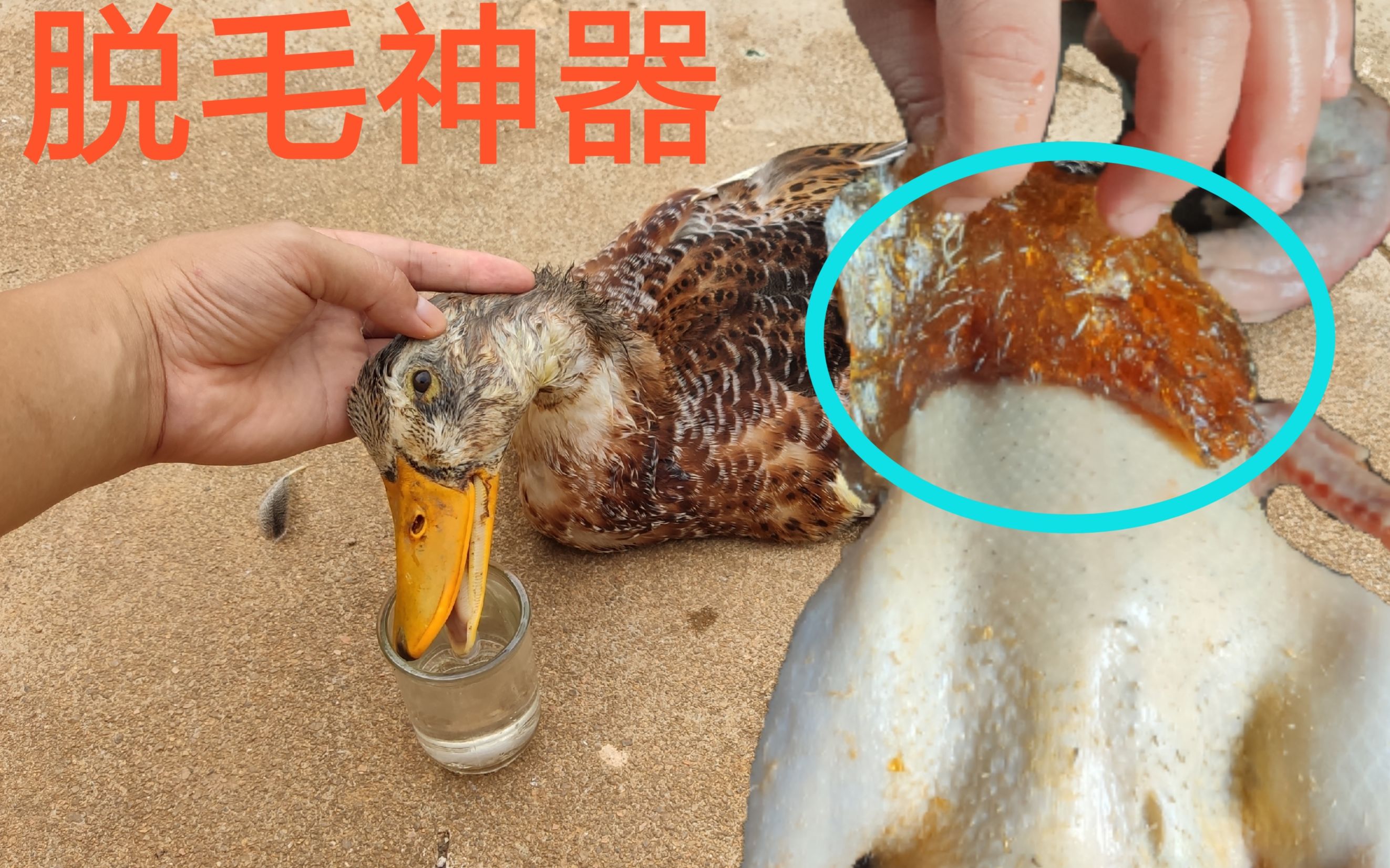 要想鸭子脱毛快 小伙有脱毛神器 45度白酒灌鸭不管用 哔哩哔哩 つロ干杯 Bilibili