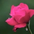 Peder B. Helland - Rose Petals