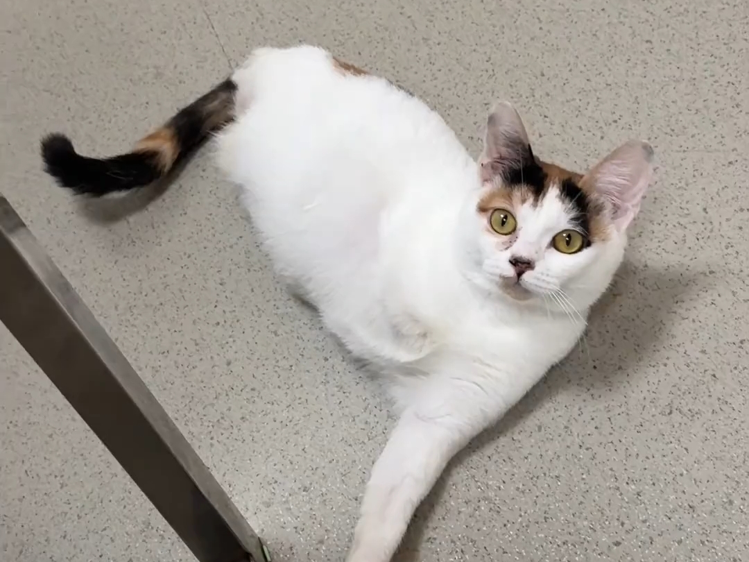 一脚猫