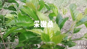 e92cdc5ed748dba91a1ee182237abce8450fc542.jpg@280w_158h_1c_100q.jpg