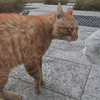 第一次见表演型猫格