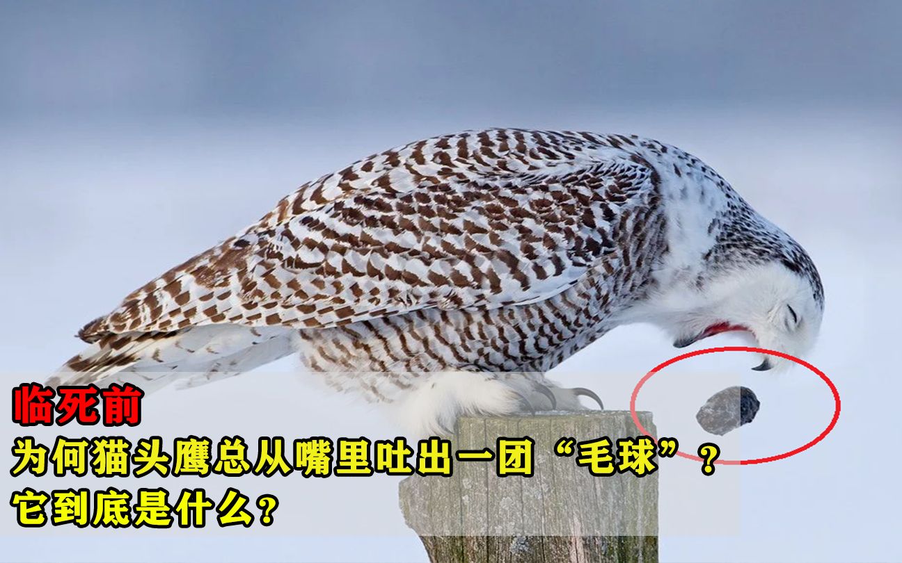 临死前，为何猫头鹰总从嘴里吐出一团“毛球”？它到底是什么？