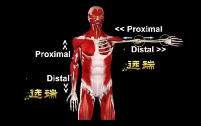 【运动解剖学】人体中的的方向术语，你搞懂了吗？