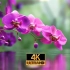 [4K视频] 花朵 超高清 放松 助眠 HDR