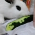 【兔兔】削皮机器（并没有全部给他吃，不建议给兔子喂食太多鲜蔬果）