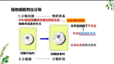 细胞增殖3植物细胞分裂 哔哩哔哩 つロ干杯 Bilibili