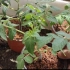 盆栽番茄的定植和盆土的配比