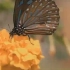 你所认知的蝴蝶效应是对的吗？