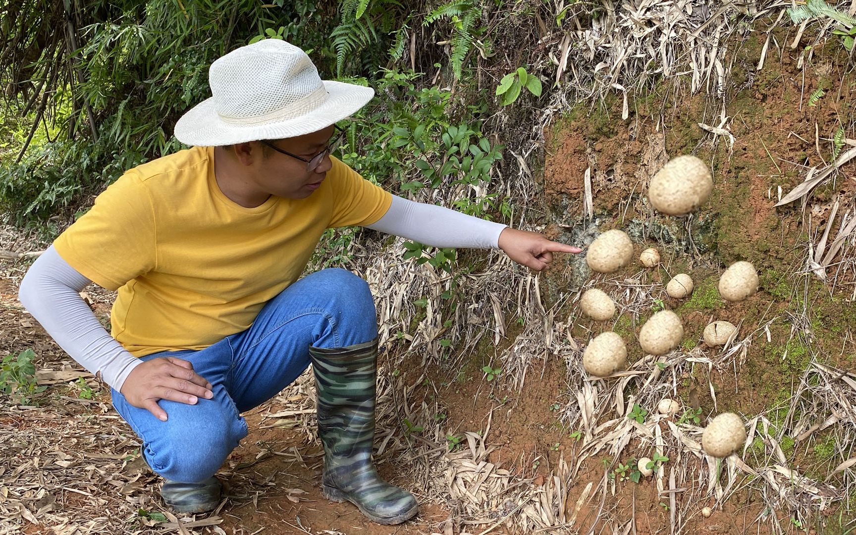 牛古蜂旁发现100元1斤的野蘑菇，很多人不认识，拍给大家看一下