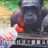 聪明猩猩教人喂它喝水
